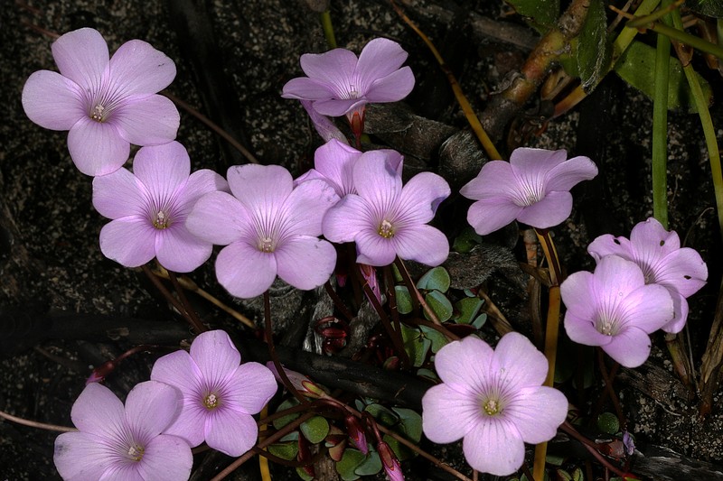 Oxalis commutata var. concolor photo 7
