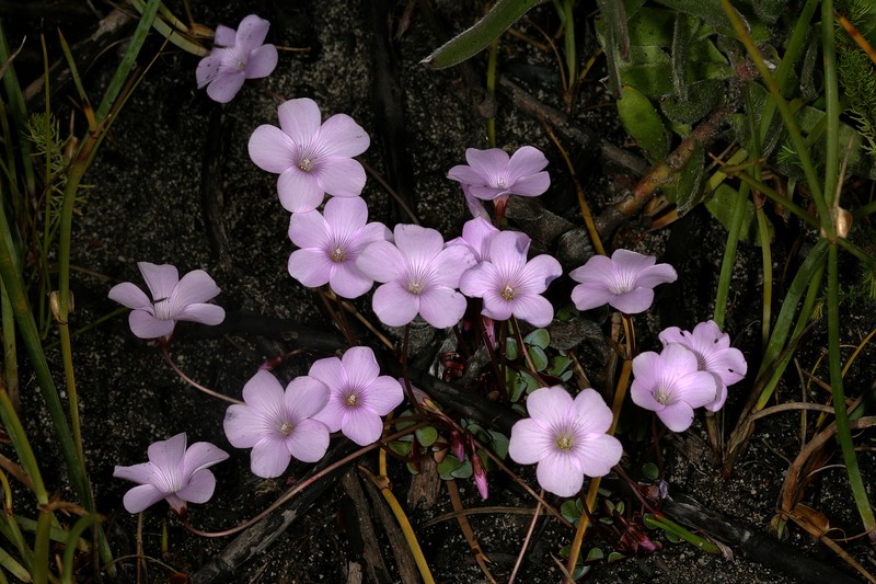 Oxalis commutata var. concolor photo 8