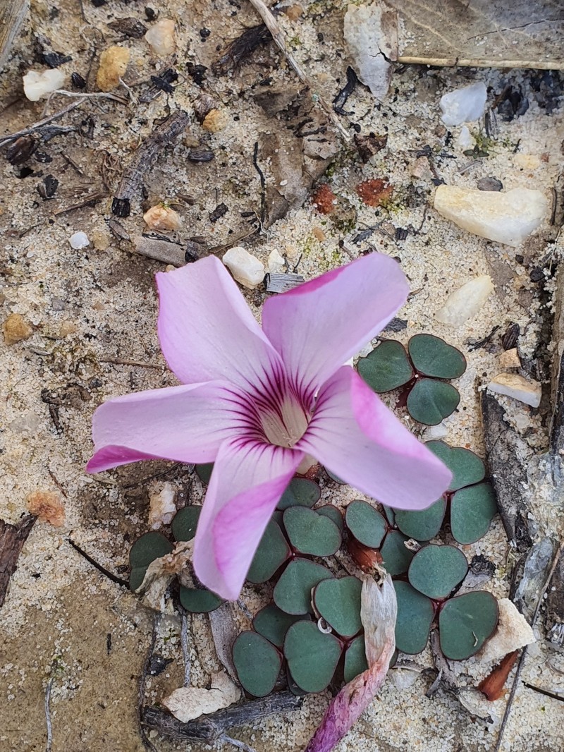 Oxalis commutata var. montana