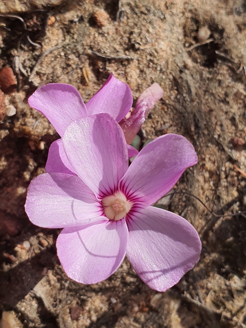 Oxalis commutata var. montana photo 2