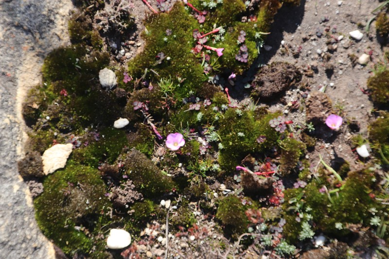 Oxalis commutata var. montana photo 3