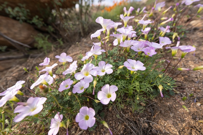 Oxalis comosa photo 2