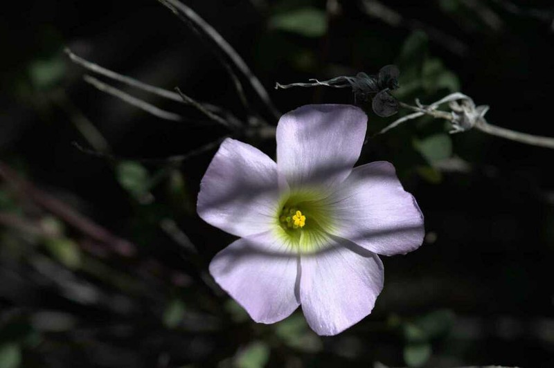 Oxalis comosa photo 3