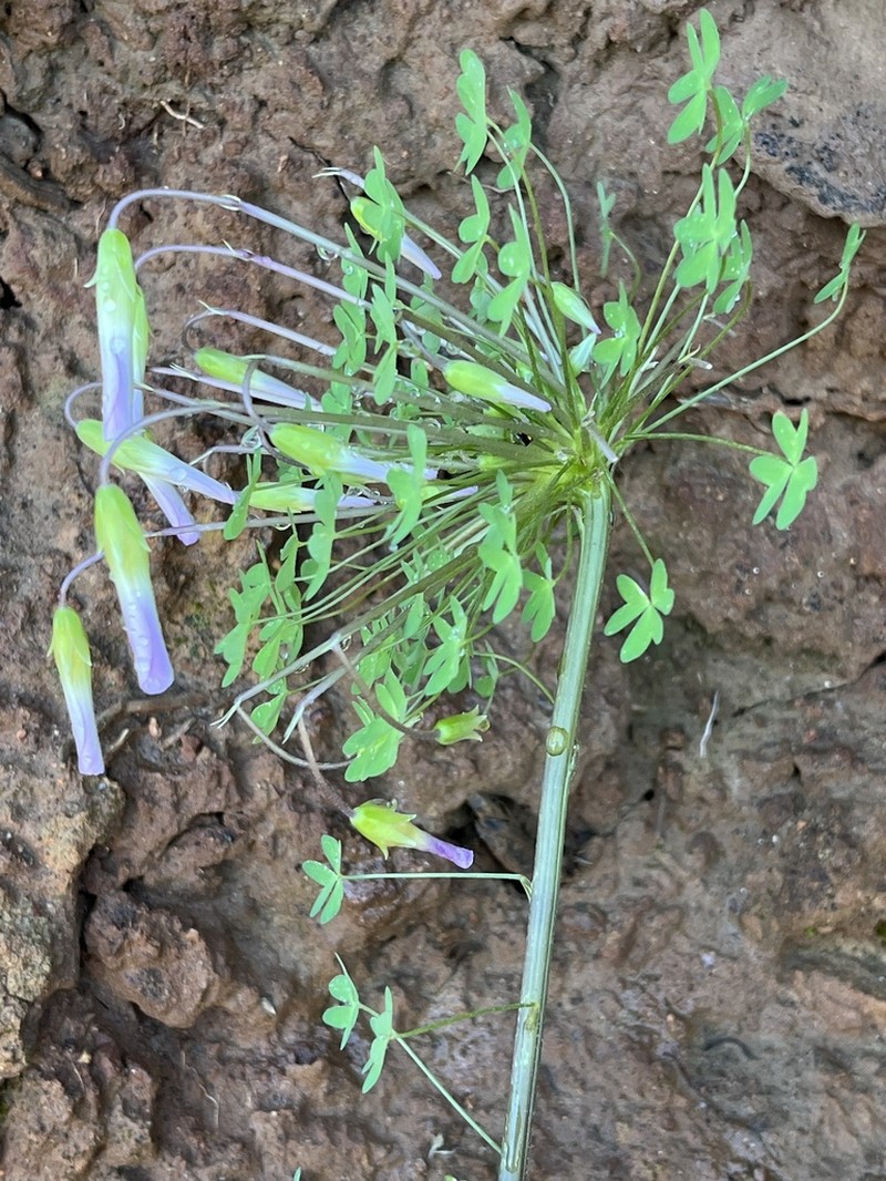 Oxalis comosa photo 4