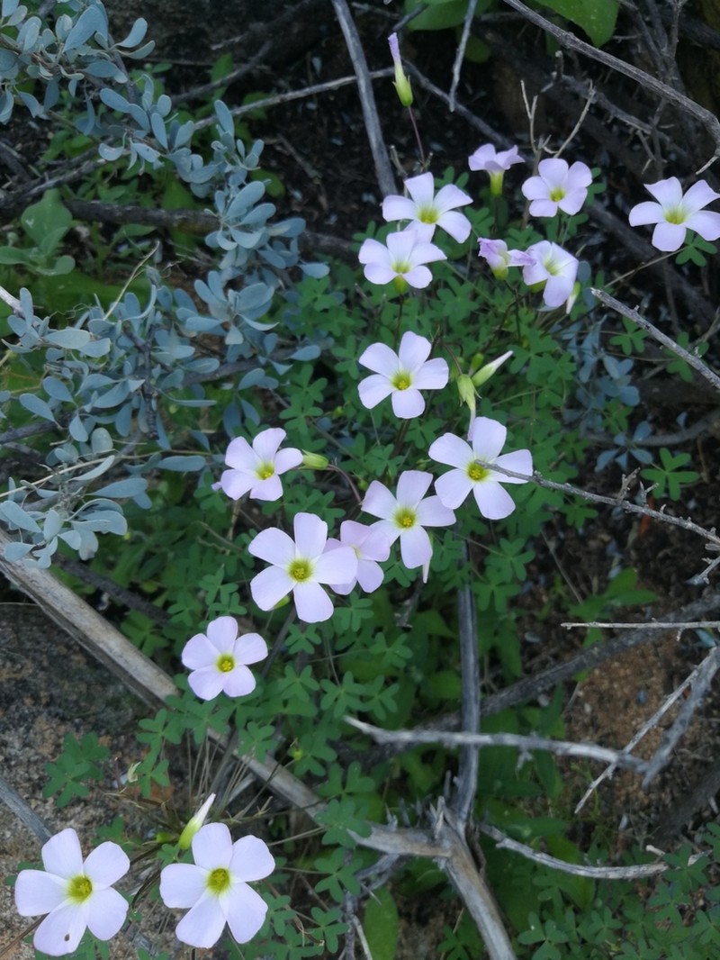 Oxalis comosa photo 5
