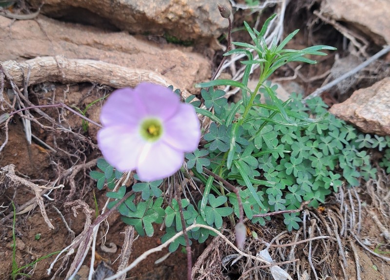 Oxalis comosa photo 6