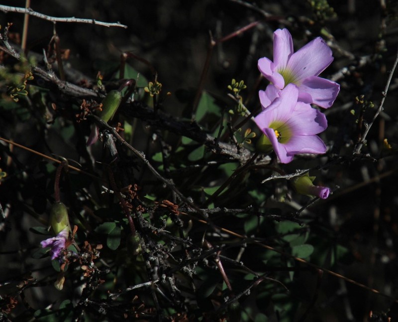 Oxalis comosa photo 7