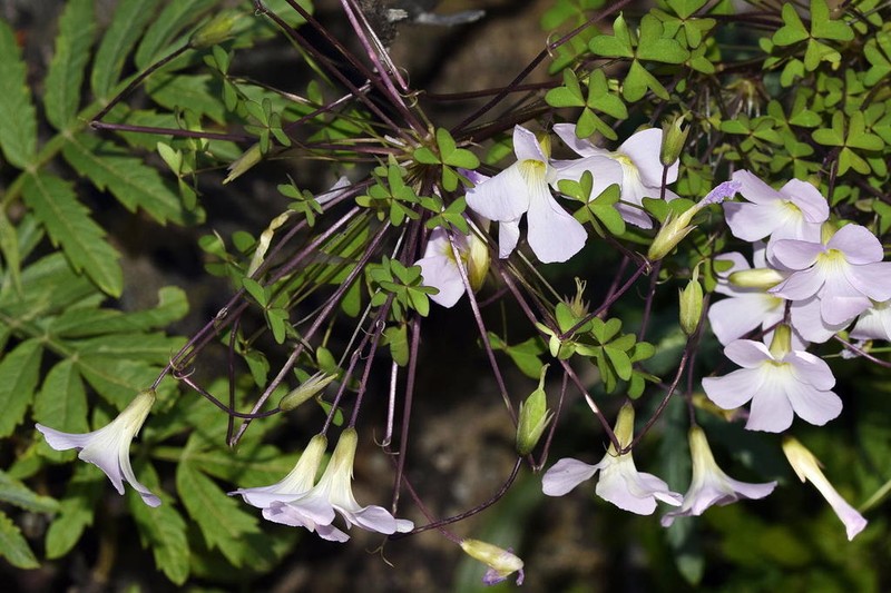 Oxalis comosa photo 8
