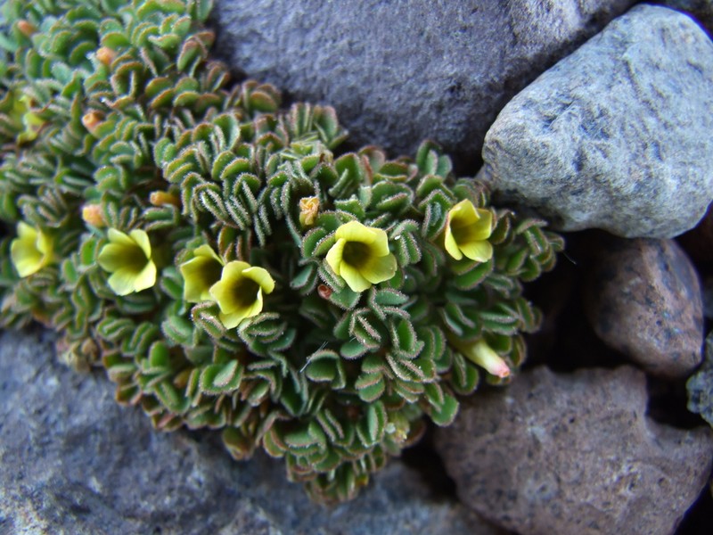 Oxalis compacta