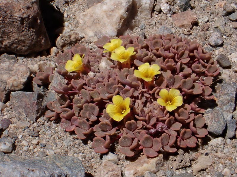 Oxalis compacta photo 2