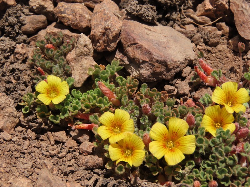 Oxalis compacta photo 3