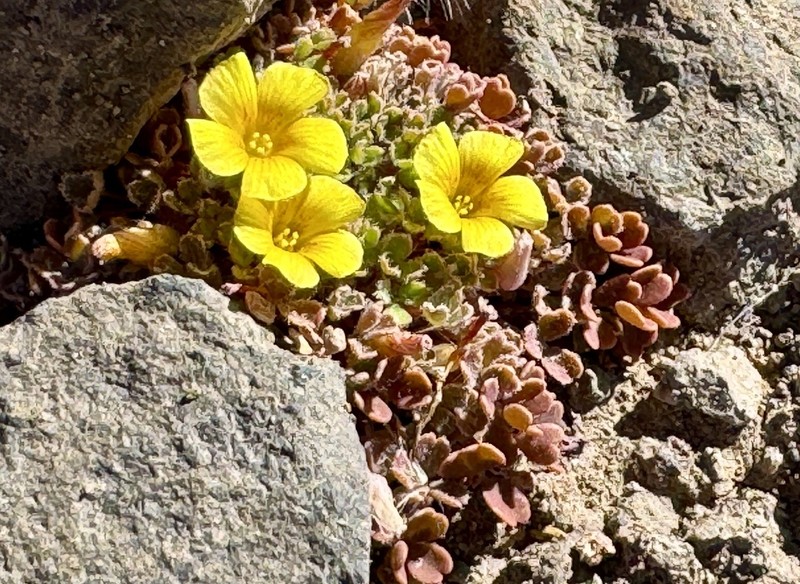 Oxalis compacta photo 4