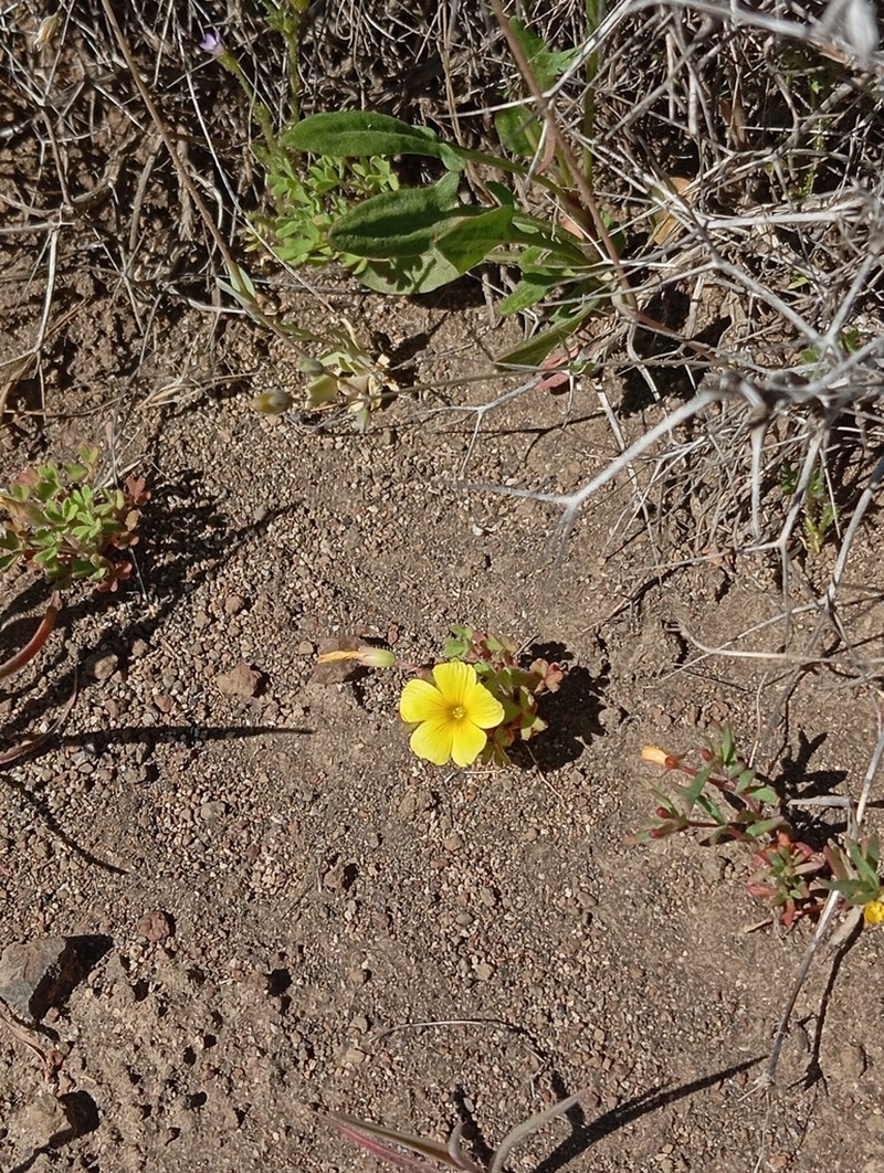 Oxalis compacta photo 5