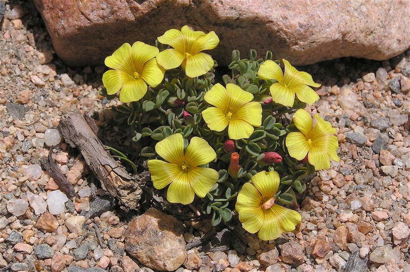 Oxalis compacta photo 6
