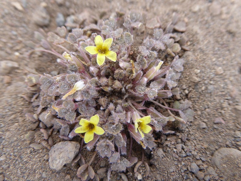 Oxalis compacta photo 7