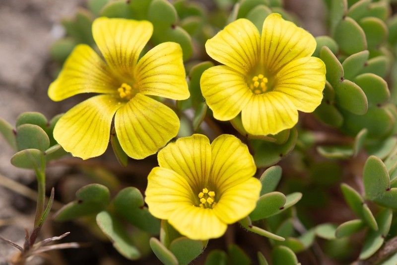 Oxalis compacta photo 8