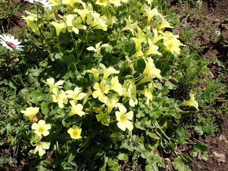 Oxalis compressa