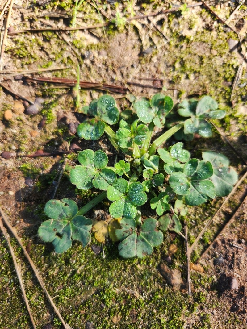 Oxalis compressa photo 2