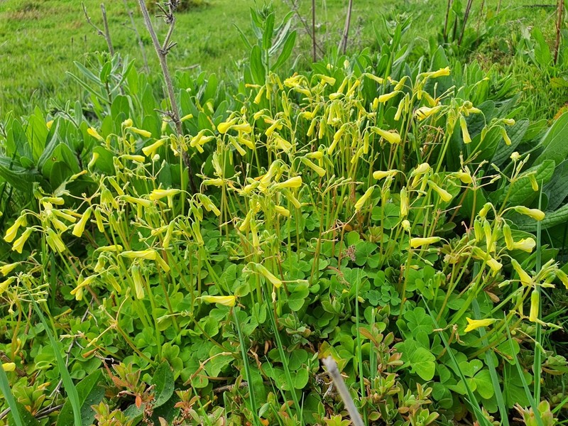 Oxalis compressa photo 3