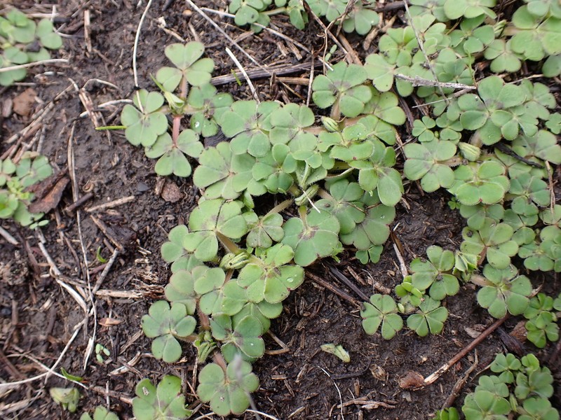 Oxalis compressa photo 4