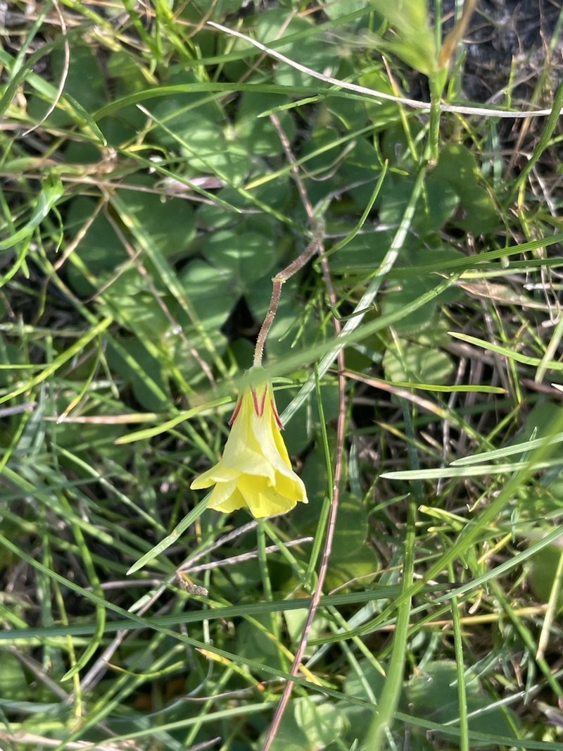 Oxalis compressa photo 5