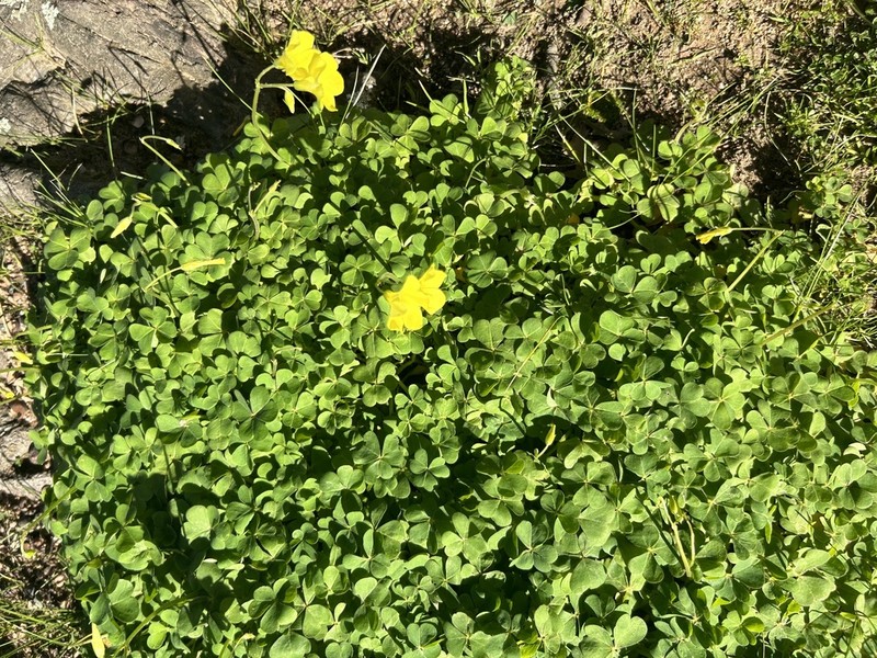 Oxalis compressa photo 6