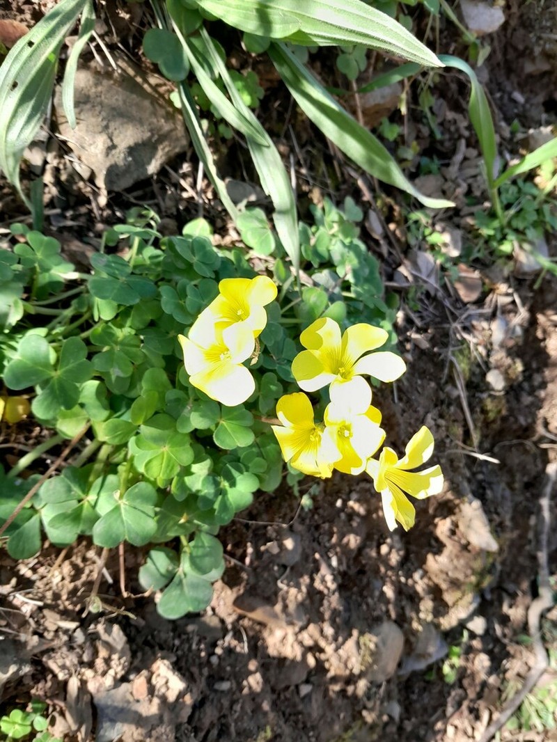 Oxalis compressa photo 7