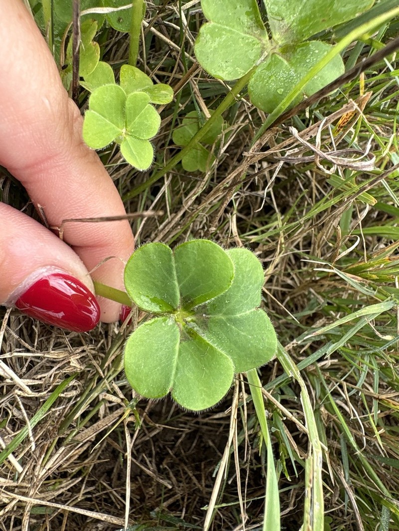 Oxalis compressa photo 8