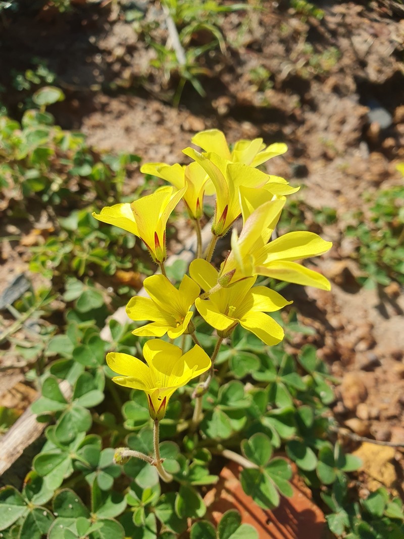 Oxalis compressa var. compressa