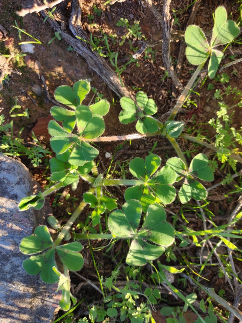 Oxalis compressa var. compressa photo 2