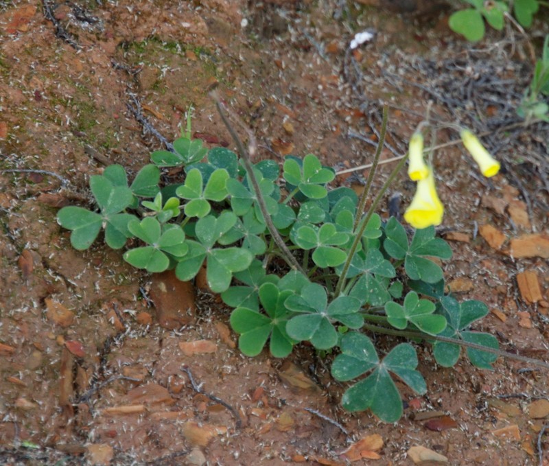 Oxalis compressa var. compressa photo 3