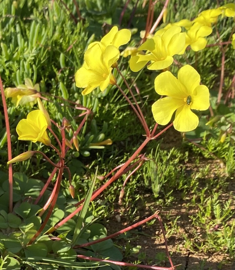 Oxalis compressa var. purpurascens