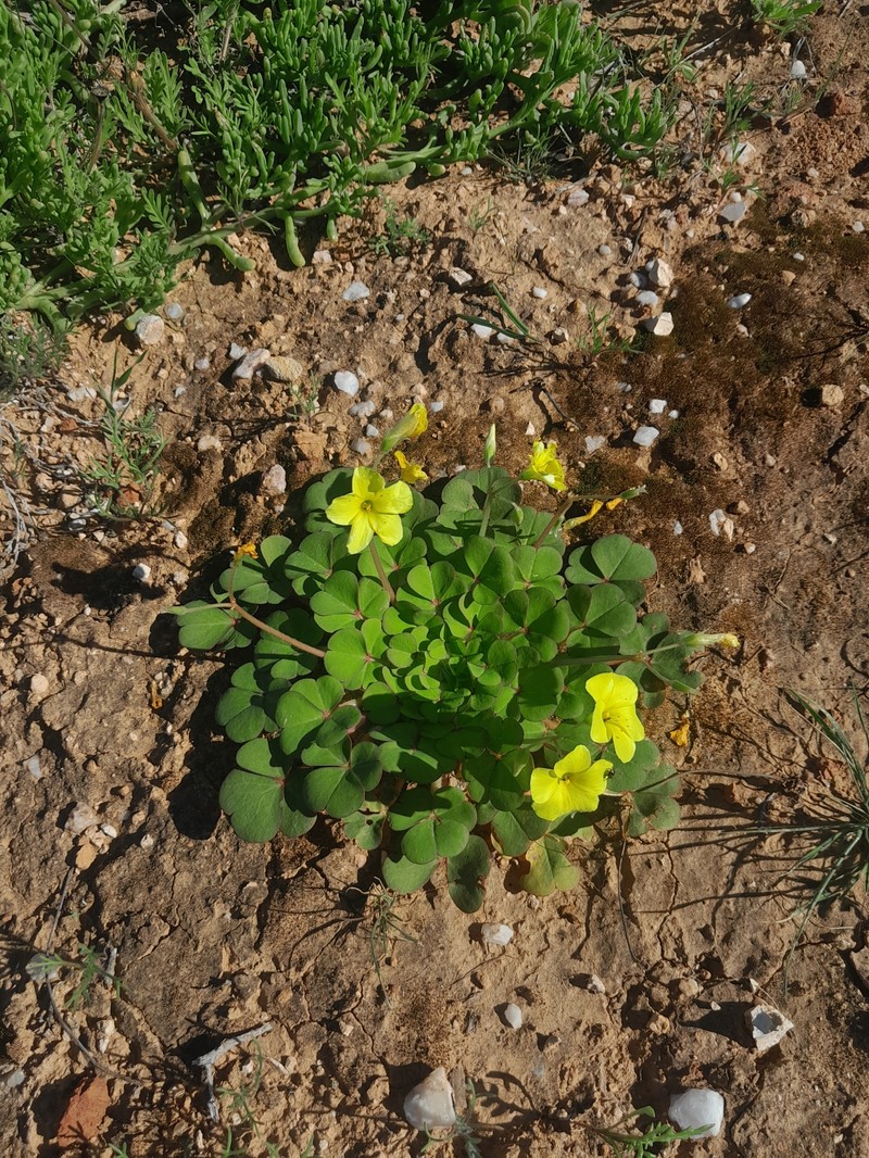 Oxalis compressa var. purpurascens photo 2