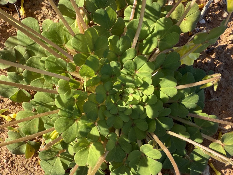 Oxalis compressa var. purpurascens photo 3