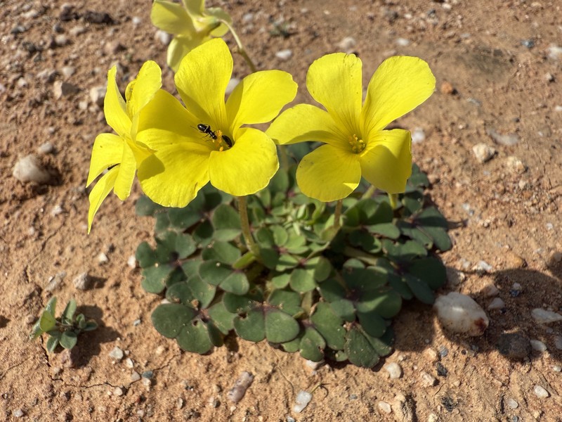 Oxalis compressa var. purpurascens photo 4
