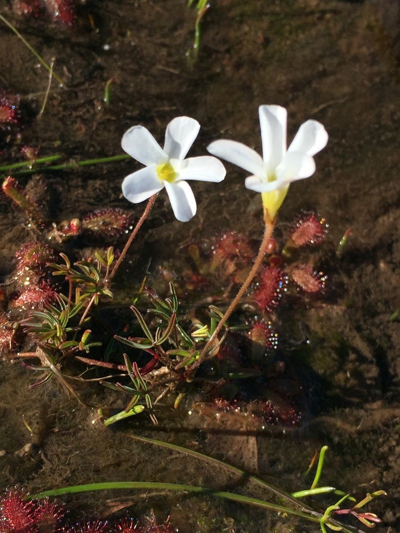 Oxalis comptonii