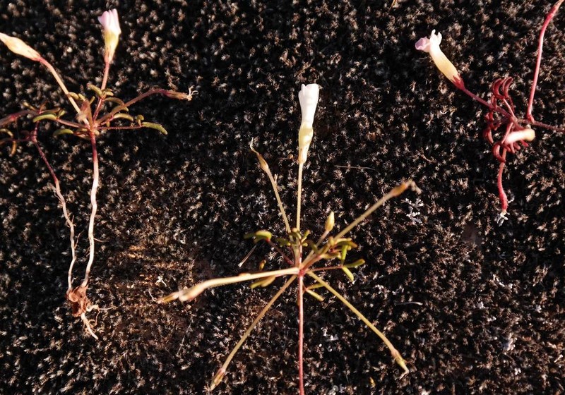 Oxalis comptonii photo 3