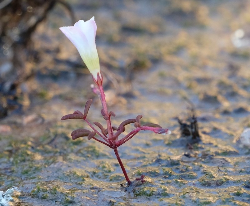 Oxalis comptonii photo 4