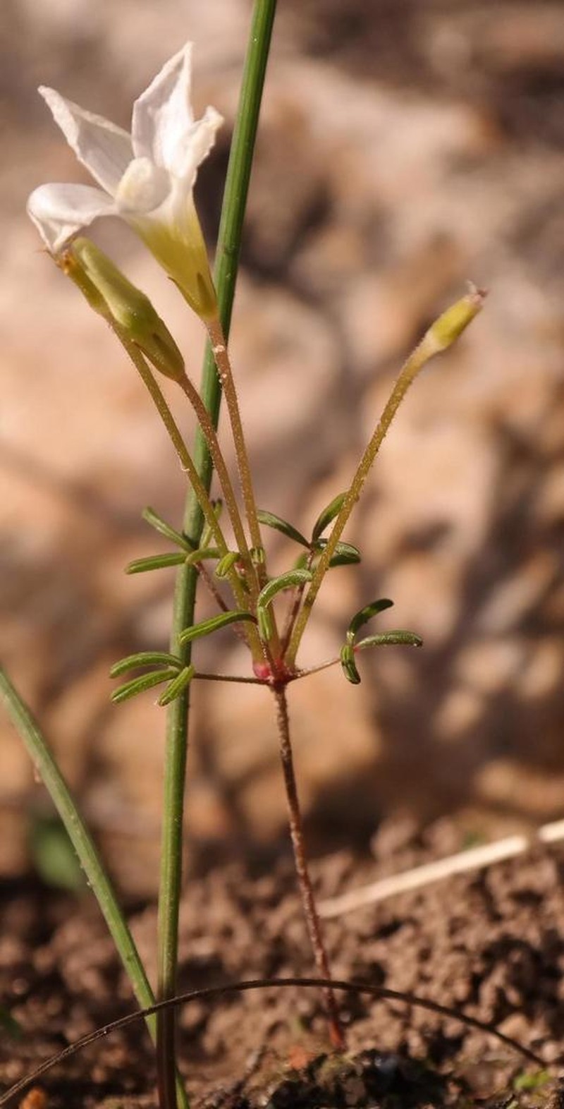 Oxalis comptonii photo 5