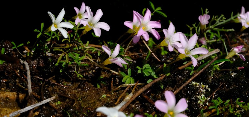 Oxalis comptonii photo 7