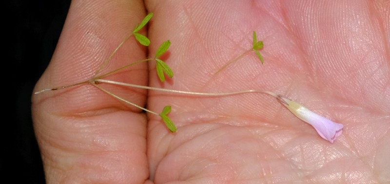 Oxalis comptonii photo 8