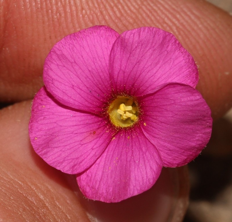 Oxalis confertifolia