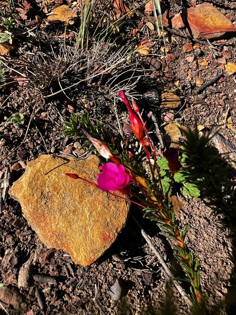 Oxalis confertifolia photo 2