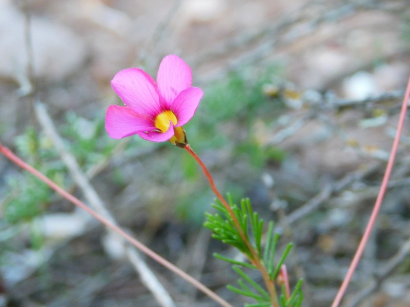 Oxalis confertifolia photo 3