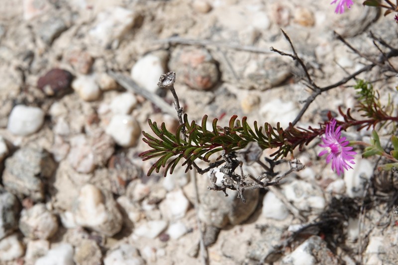 Oxalis confertifolia photo 4