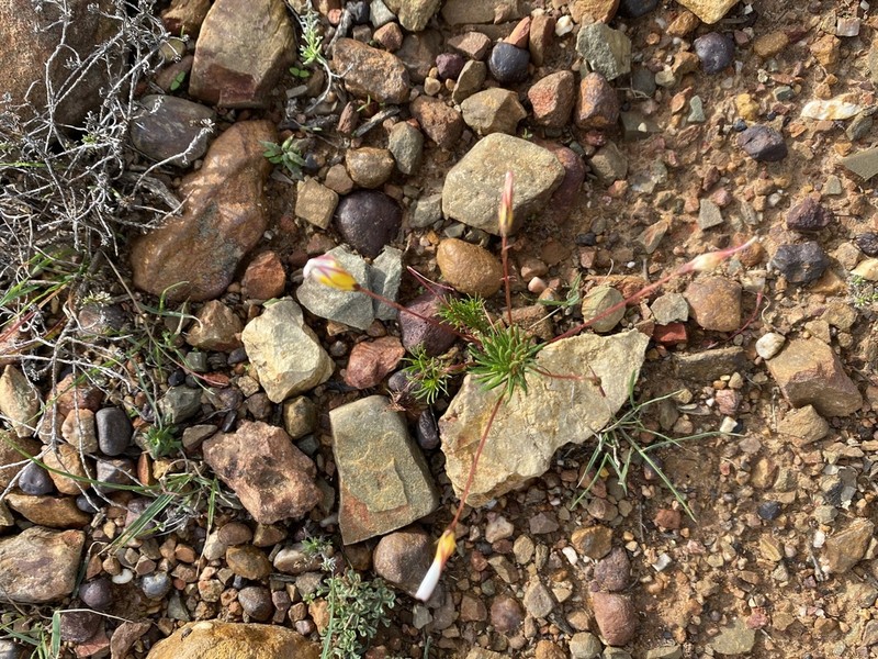 Oxalis confertifolia photo 5