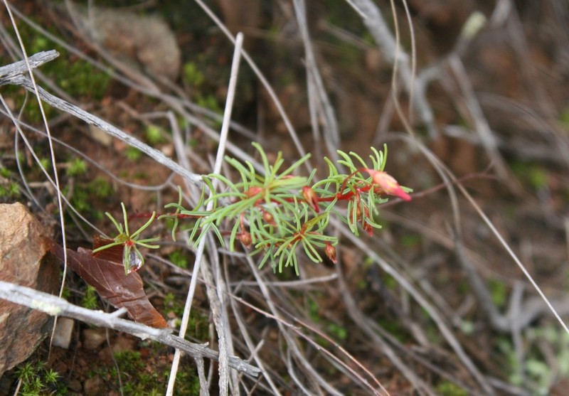 Oxalis confertifolia photo 6