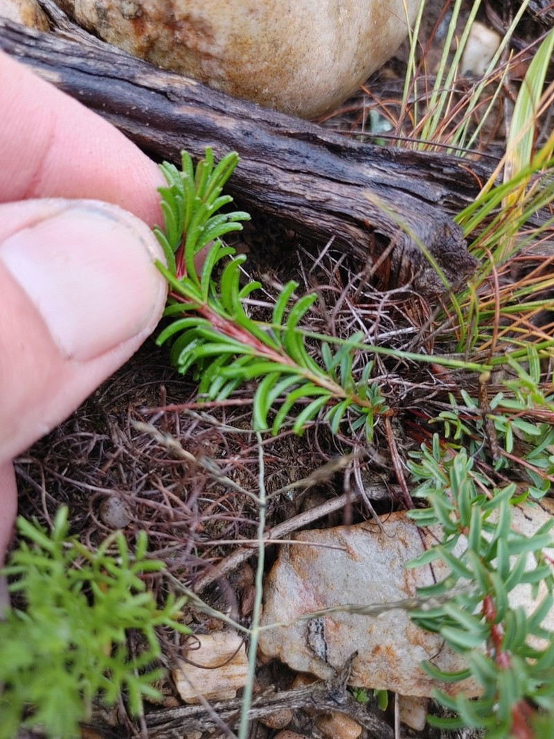Oxalis confertifolia photo 7
