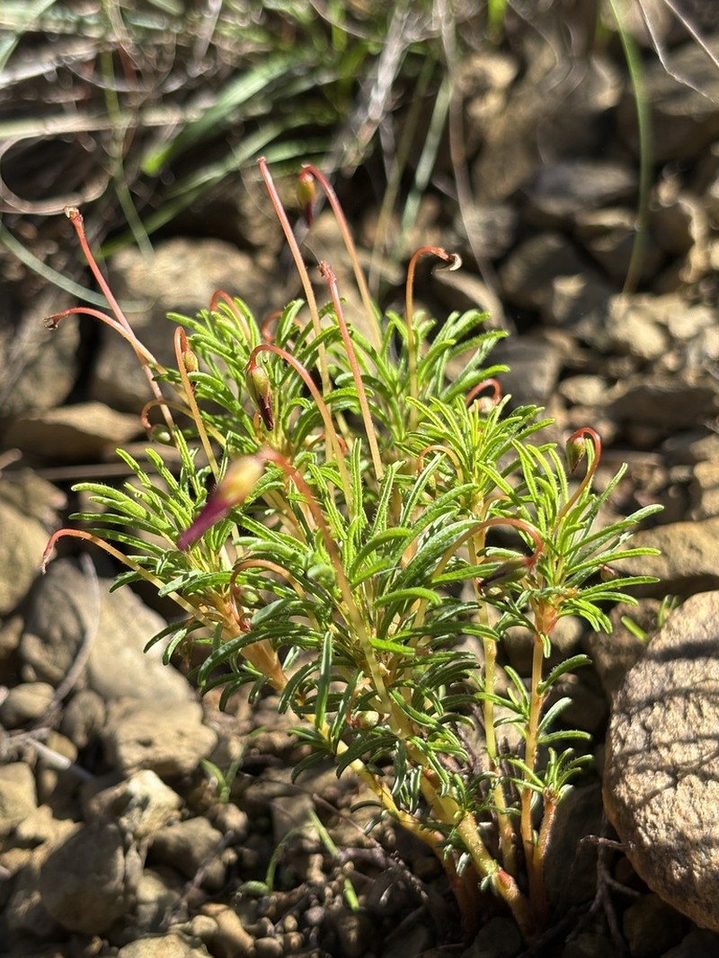 Oxalis confertifolia photo 8