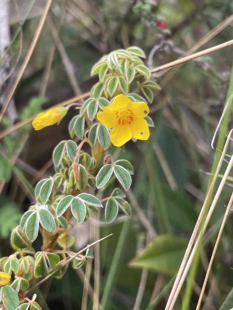 Oxalis confertissima